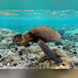 Green Sea Turtle Reviews | RateItAll