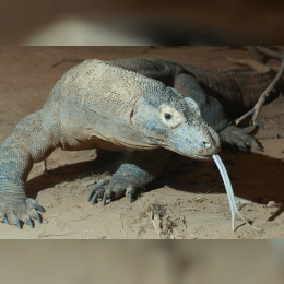 Komodo Dragon image