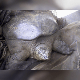 Yangtze Giant Softshell Turtle image