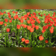Tulip Reviews | RateItAll