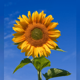 Sunflower image