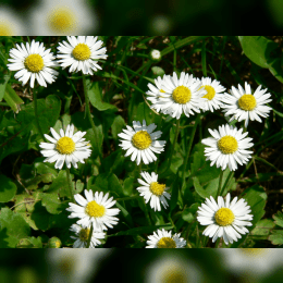 Daisy image