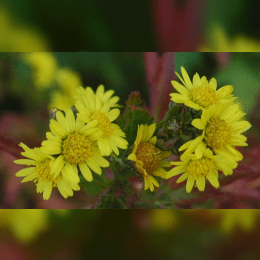 Chrysanthemum image