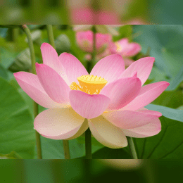 Lotus image