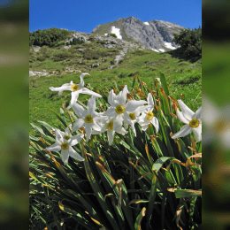 Daffodil image