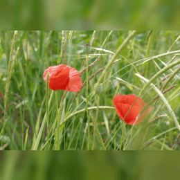 Poppy image