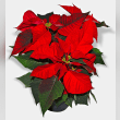 Poinsettia Reviews | RateItAll