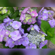 Hydrangea Reviews | RateItAll