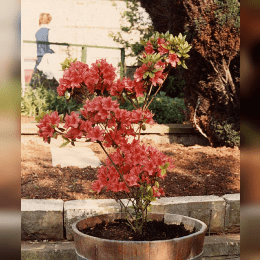 Azalea image