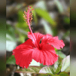 Hibiscus Reviews | RateItAll