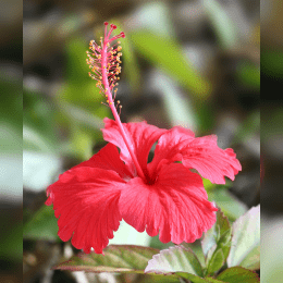 Hibiscus image