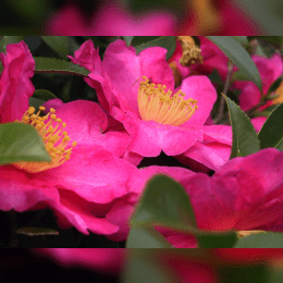 Camellia image