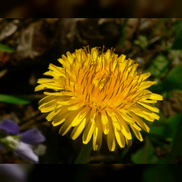 Dandelion image