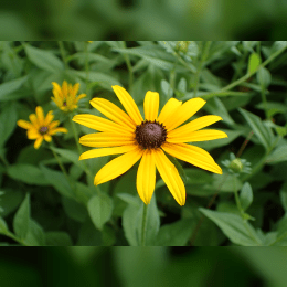 Black-Eyed Susan image