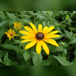 Black-Eyed Susan Reviews | RateItAll