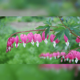 Bleeding Heart image