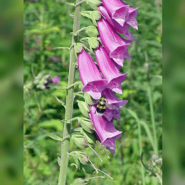 Foxglove image