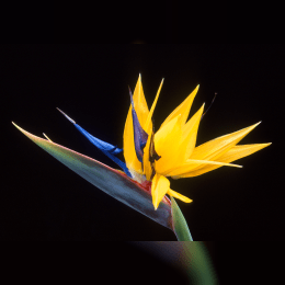 Bird of Paradise image