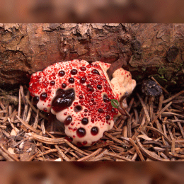 Bleeding Tooth Fungus image