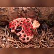 Bleeding Tooth Fungus Reviews | RateItAll