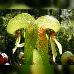 Cobra Plant image