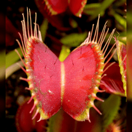 Venus Flytrap image