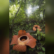 Rafflesia Reviews | RateItAll