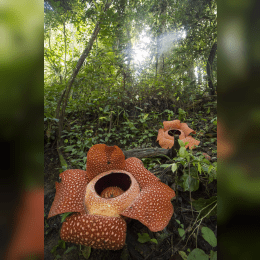 Rafflesia image