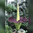 Corpse Flower Reviews | RateItAll