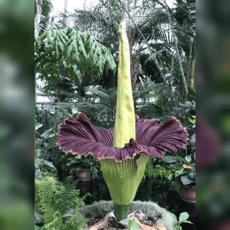 Corpse Flower image