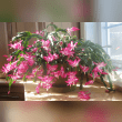 Christmas Cactus Reviews | RateItAll