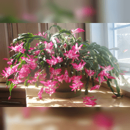 Christmas Cactus image