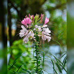 Spider Flower image