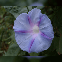 Morning Glory image