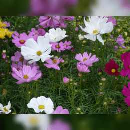 Cosmos (plant) image