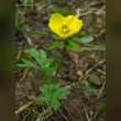Ranunculus Reviews | RateItAll