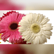 Gerbera Daisy Reviews | RateItAll