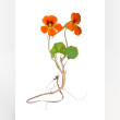 Nasturtium Reviews | RateItAll