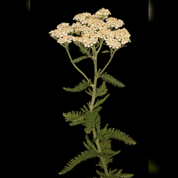 Yarrow image