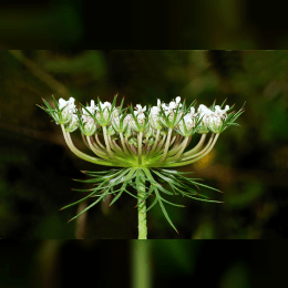 Queen Anne's Lace image