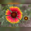 Blanket Flower Reviews | RateItAll