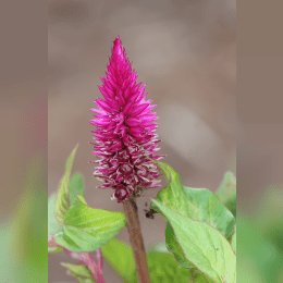 Celosia image