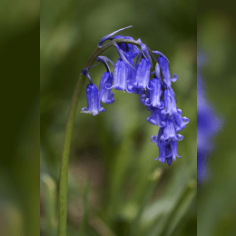 Bluebell image