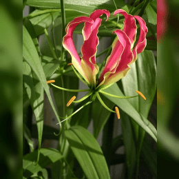 Gloriosa (plant) image