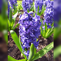 Hyacinth image