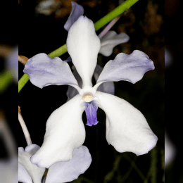 Vanda Orchid image