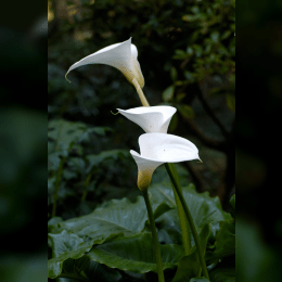 Calla Lily image