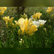 Freesia Reviews | RateItAll