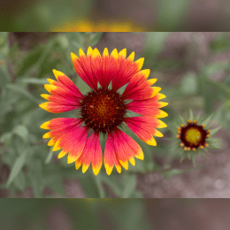 Gaillardia image