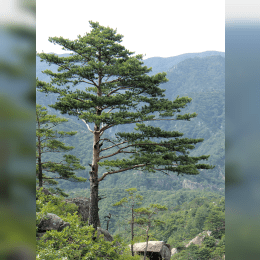 Pine Tree image